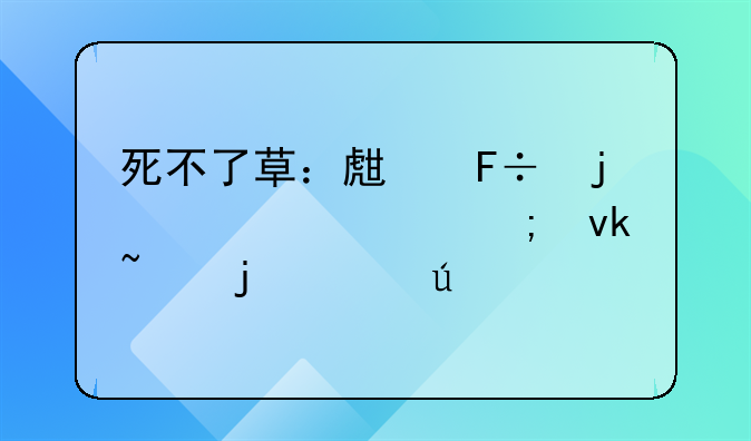 死不了草：生命的奇迹与坚韧的象征
